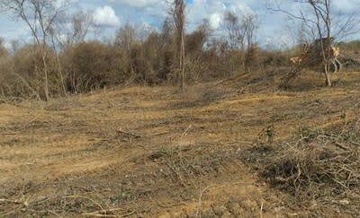 Land Suppression and Clearing for Phase 2 operations at Grota do Cirilo.