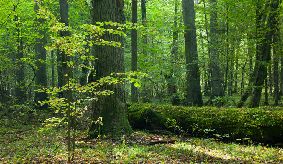 <p>Se trata además de un lugar con una gran variedad de flora y fue declarado Reserva Mundial de la Biosfera por la UNESCO. (Foto: Getty Images).</p> 