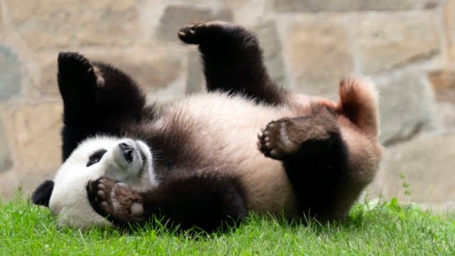 Giant panda Xiao Qi Ji playing at the Smithsonian National Zoo in Washington.