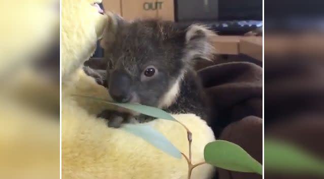 Little Buddy was rescued after he was found in the mouth of a dog. Source: Facebook