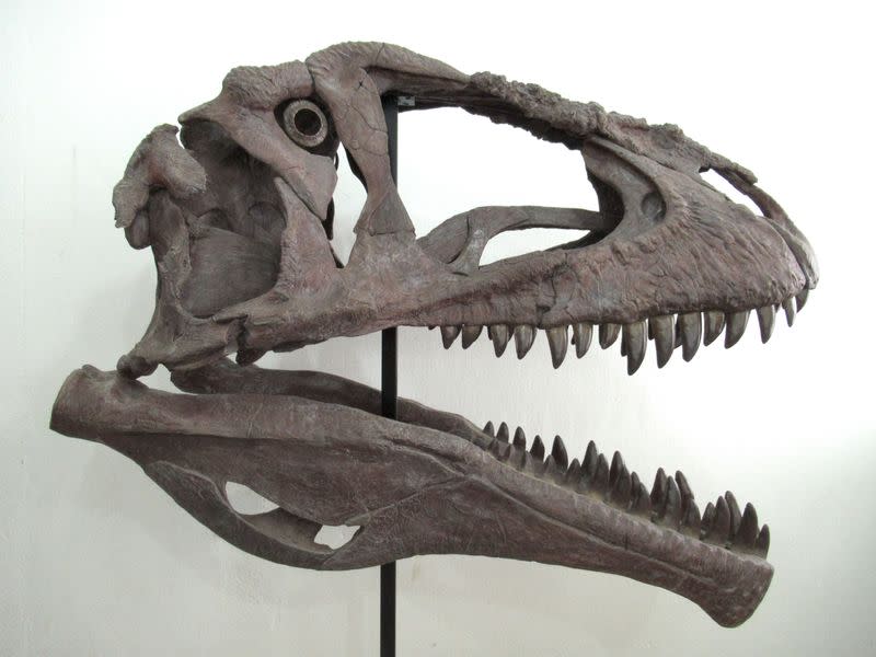 A reconstruction of the skull of Cretaceous Period meat-eating dinosaur Meraxes gigas