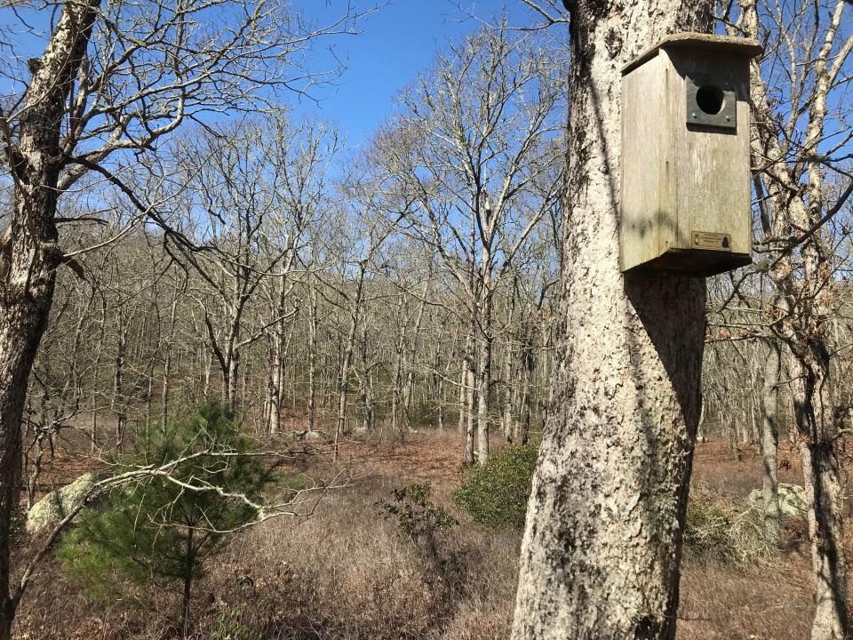 Bird boxes hang from oak trees that line the path in the Charlestown Moraine Preserve.