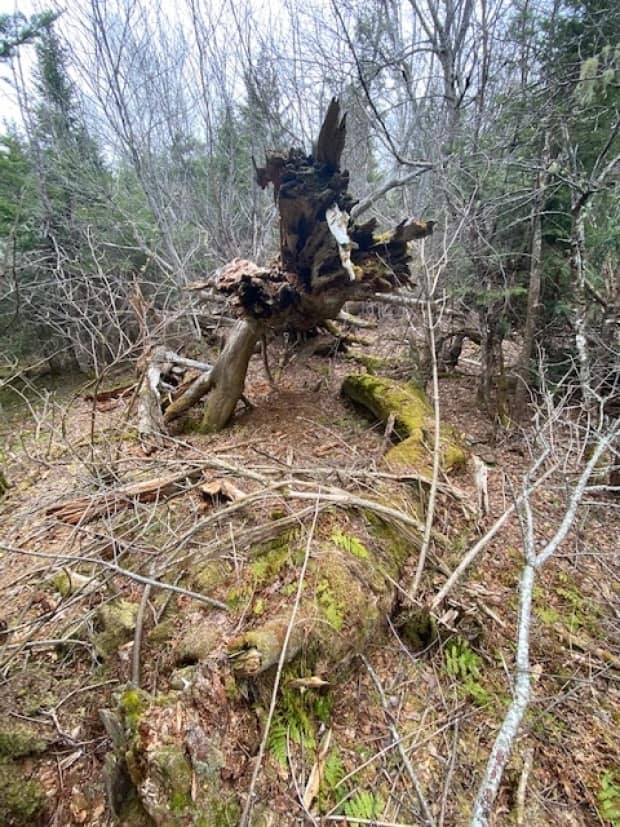 The tree where Charlotte Watson died in 1918.