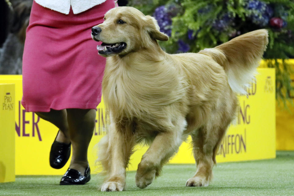 FILE - Daniel, a golden retriever, wins the sporting group during 144th Westminster Kennel Club Dog Show, Feb. 11, 2020, in New York.The American Kennel Club announced Wednesday, March 15, 2023 that French bulldogs have become the United States' most prevalent dog breed, ending Labrador retrievers' record-breaking 31 years at the top. (AP Photo/John Minchillo, File)
