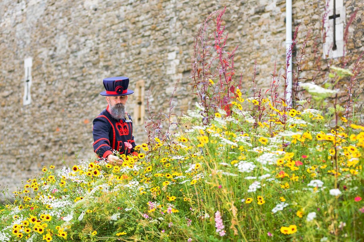A beefeater looking at the flowers at the Tower of London