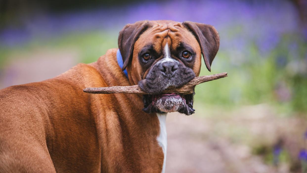  Boxer dog holding stick in mouth. 