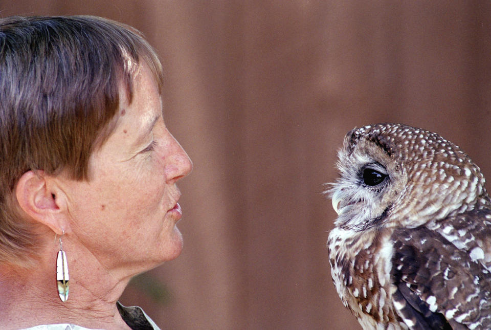 FILE - In this July 11, 2002, file photo, Dr. Kathleen Ramsay gets the attention of "Manchado," a Mexican Spotted Owl at the Wildlife Center near Espanola, N.M. The cutting of Christmas trees across several national forests in the Southwest will be allowed under an order issued by a U.S. district judge in the fight over a threatened owl. That includes a tree from the Carson National Forest that will be felled and displayed outside the U.S. Capitol. The tree-cutting along with prescribed burns and other projects were put on hold following an earlier ruling in a case that alleged the U.S. Forest Service failed to consider the effects of thinning and logging on the Mexican spotted owl. (AP Photo/Neil Jacobs, File)