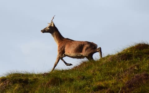 Spend two days with guide Skye Ghillie, foraging and photo-stalking red deer - Credit: Penny Walker