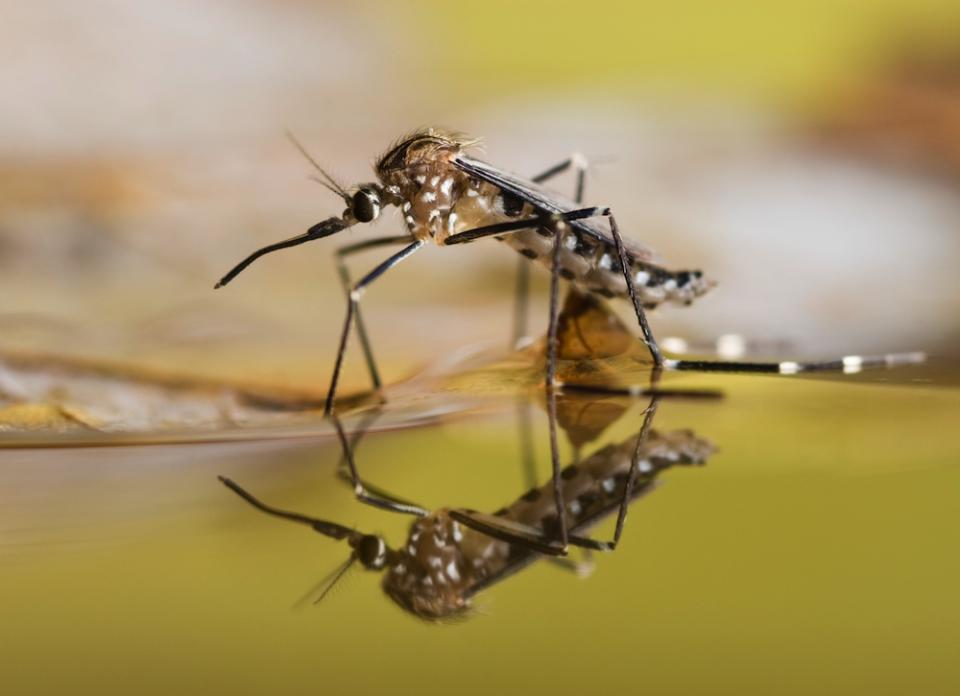 <body><p>Everyone knows that many types of insects thrive in stagnant water. In fact, according to experts, mosquito eggs are able to hatch in as little as one tablespoon of water. Think about it: If mosquitoes can multiply anywhere even a tiny amount of water collects, imagine how much insect activity can take place in a clogged gutter. True, most of the time insects are merely annoying. But the damp, decaying environment created by a stopped-up storm drainage system also lures carpenter ants, termites, and other wood-destroying pests. In other words, there's a lot more than personal discomfort on the line. The same conditions that breed mosquitoes can breed significant property damage.</p></body>