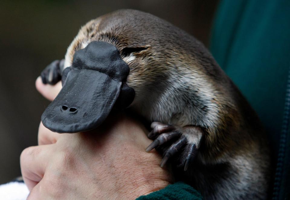 A hand holds a duck-billed Platypus, an unusual mammal with a bill and webbed feet