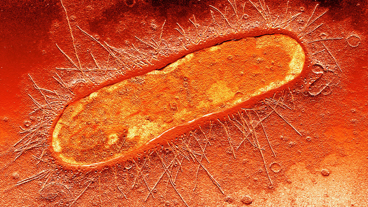  A microscopic image of a singular e. coli bacterial cell, depicted in red and orange. 