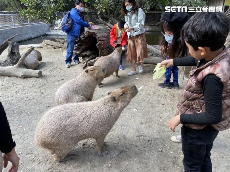頑皮世界是南台灣最大的動物園。（圖／頑皮世界提供）