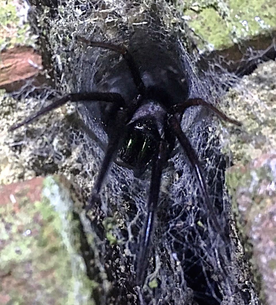 Huge spiders are hiding all over this man's house. Photo: Caters News