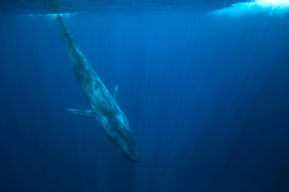 Blue Whales are the largest animals ever to have existed. (GETTY)