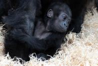 BRISTOL, ENGLAND - MAY 04: Bristol Zoo's baby gorilla Kukena holds onto his mother as he takes some of his first steps as he ventures out of his enclosure with his mother Salome at Bristol Zoo's Gorilla Island on May 4, 2012 in Bristol, England. The seven-month-old western lowland gorilla is starting to find his feet as he learns to walk having been born at the zoo in September. Kukena joins a family of gorillas at the zoo that are part of an international conservation breeding programme for the western lowland gorilla, which is a critically endangered species. (Photo by Matt Cardy/Getty Images)