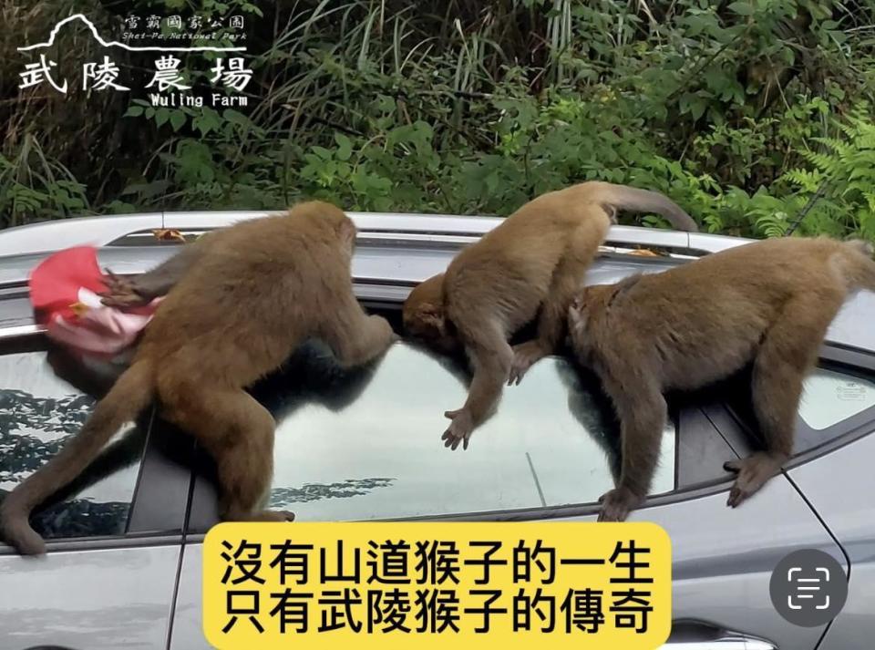 網友抱怨武陵農場猴群囂張，常闖入人類住宿區，有時也會攻佔汽機車。（翻攝武陵農場臉書粉專）