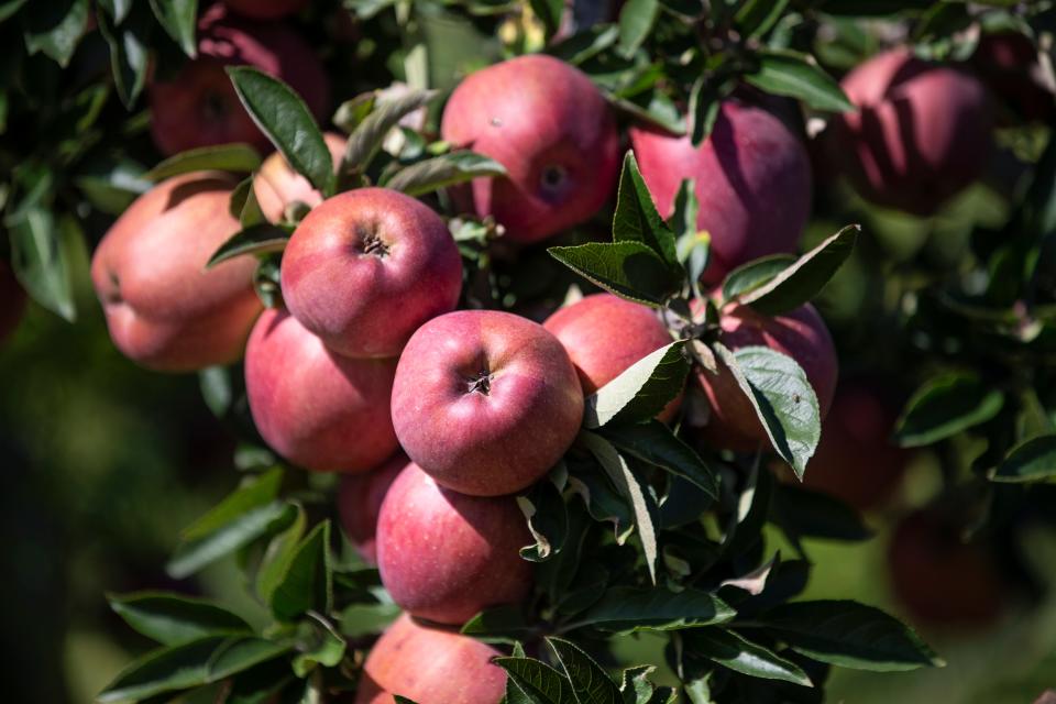 Krowickis’ Farm is a local establishment that cultivates apples which are offered at their own market as well as local farm markets.  
New Egypt, NJ
Friday, September 15, 2023