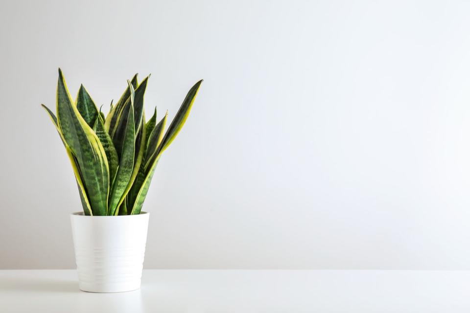 1) Snake plant (Sansevieria)