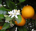 <div class="caption-credit"> Photo by: EllenLevy Finch</div><div class="caption-title">Oranges</div>Oranges are at their peak starting in early December, and can be found in stores across the country. Healthy, and sweet, they are an ideal kid-friendly snack. Oranges can also be used to enhance meats, salads, and desserts. Try subbing oranges anywhere you might use lemons for a sweet, fragrant change of pace. <br> <br>