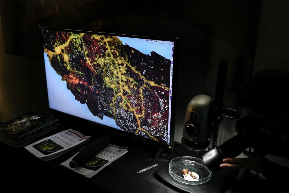 A picture taken on October 16, 2019 at the Parc Zoologique de Paris (Paris zoological gardens) shows a screen showing an enlarged image of a Physarum Polycephalum better known as a "Blob", an unicellular organism neither plant, mushroom nor animal and capable of learning despite its lack of neuron. (Photo by STEPHANE DE SAKUTIN / AFP) (Photo by STEPHANE DE SAKUTIN/AFP via Getty Images)