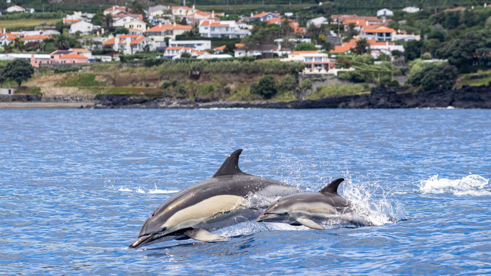 There are strict rules for observing whales and dolphins. - Francisco Garcia/Courtesy Terra Azul