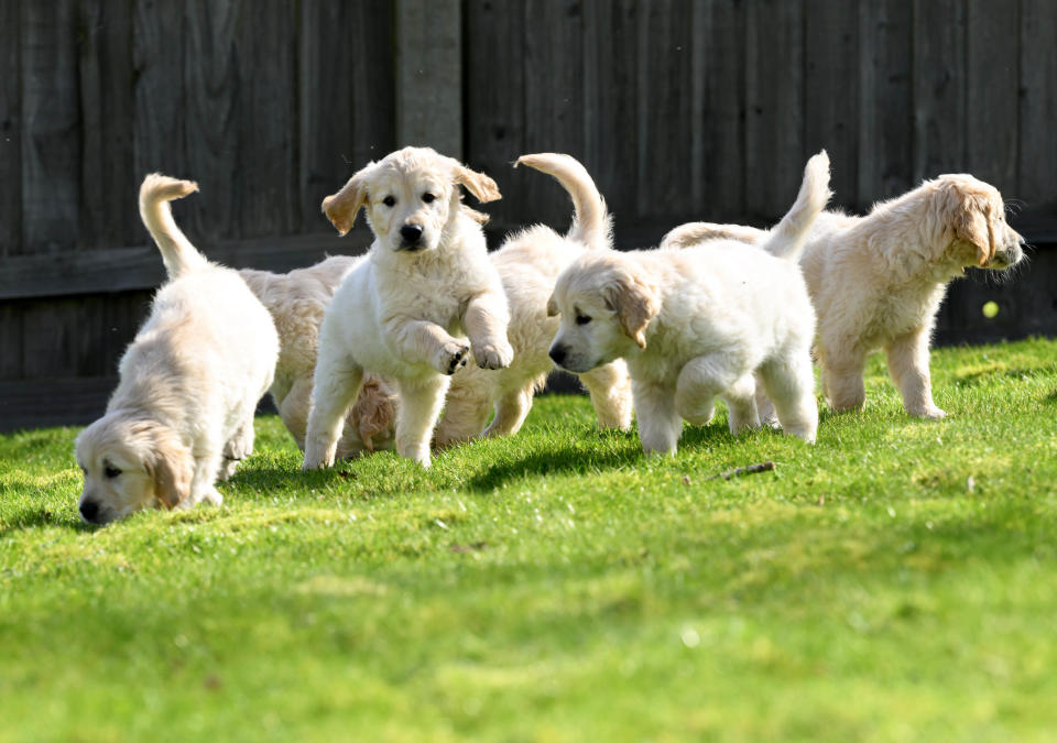 Trigger's final litter of five daughters and one son.  / Credit: Doug Peters/PA Media Assignments'.