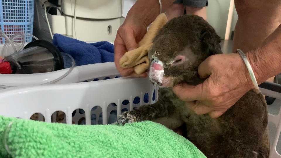 Burn cream is applied to a koala after it lost the outer layer of skin from its nose. Source: Michael Dahlstrom / Yahoo News Australia