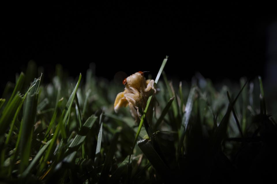 An adult periodical cicada, just after shedding its nymphal skin, is visible in the grass late Sunday, May 12, 2024, in Cincinnati. (AP Photo/Carolyn Kaster)