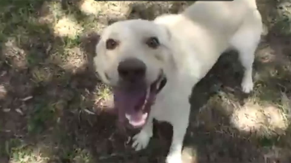 Gregor is now fully healed and can be seen playing happily in a park with his new best friend, Dr Matt. Photo: Supplied