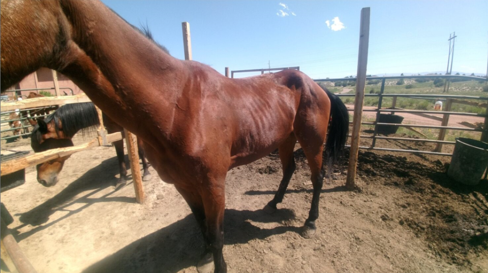 Horse named Whiskey rescued from McDaniel's property, Courtesy Pueblo Animal Law Enforcement