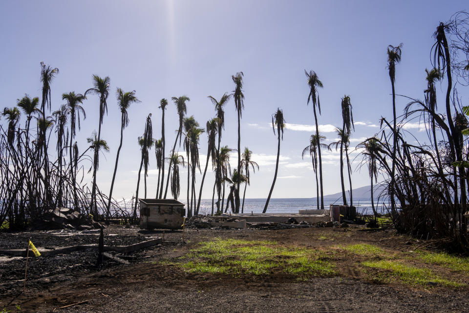 FILE - Wilted palm trees line a destroyed property, Friday, Dec. 8, 2023, in Lahaina, Hawaii. The day after the deadliest U.S. wildfire in a century destroyed a seaside community on Maui, the barrage of 911 calls didn't stop: Reports of missing people, stranded family members and confused tourists trapped without food or water lit up the emergency lines every few minutes, interspersed with reports of new fires starting and older ones flaring back up. (AP Photo/Lindsey Wassonm, File)