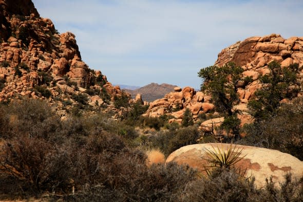 Joshua Tree National Park CA