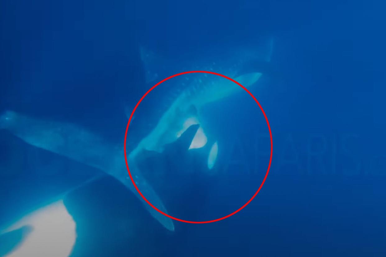 Watch an Orca Remove and Eat a Live Whale Shark's Liver photo