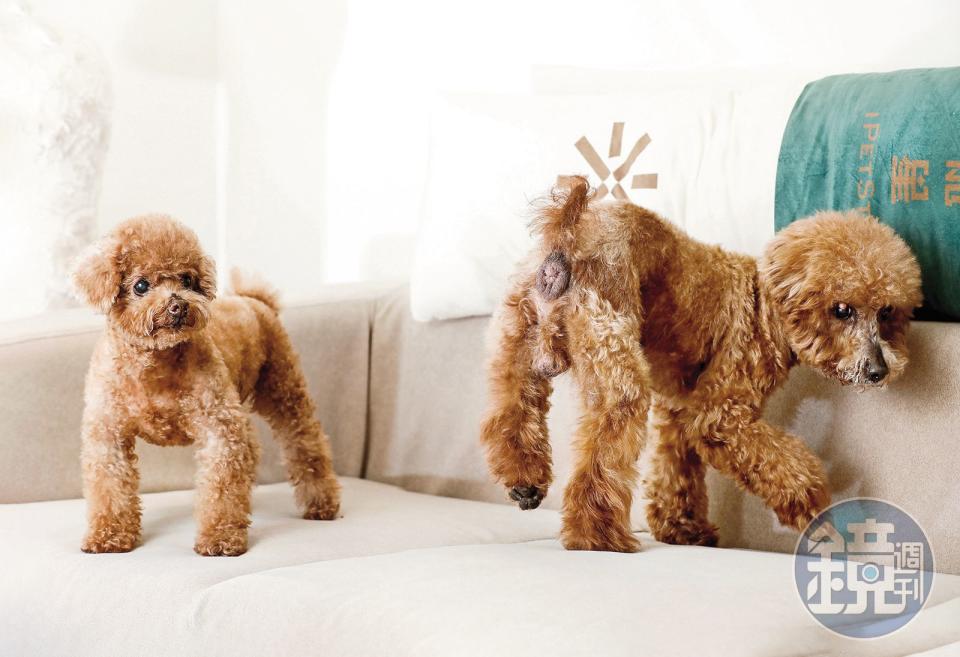 簡沛恩公司有兩隻被救援回來的狗狗Bingo（左）與Coco（右）。