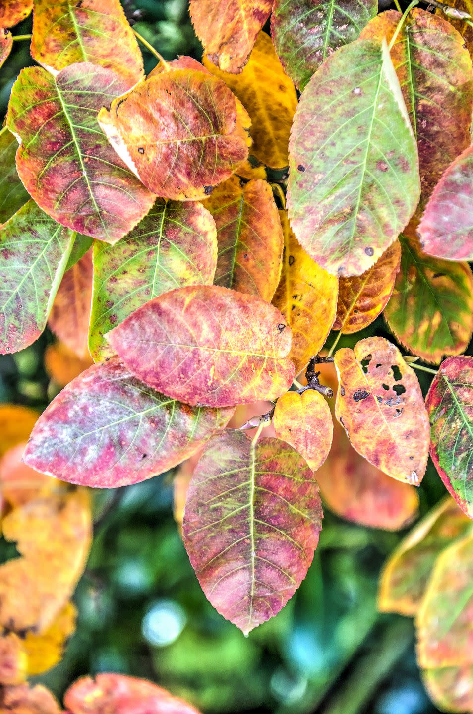 10) Serviceberry