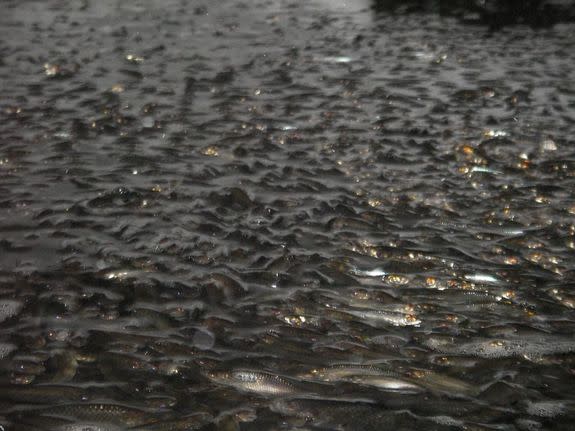 In the winter, thousands upon thousands of the common roach fish migrate to nearby streams throughout Europe.