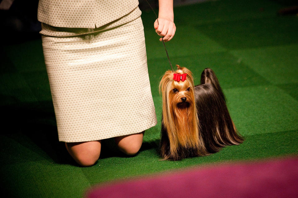 World's Top Dogs Compete At Westminster Dog Show