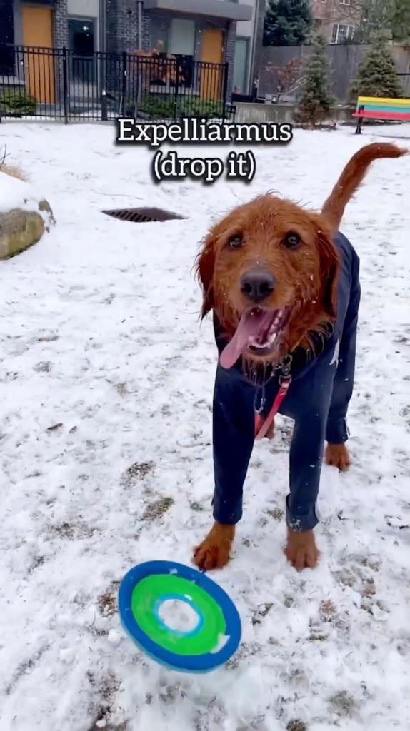 He started learning the mystical spells at 11 weeks old. @dobbyisafreedoodle via Storyful