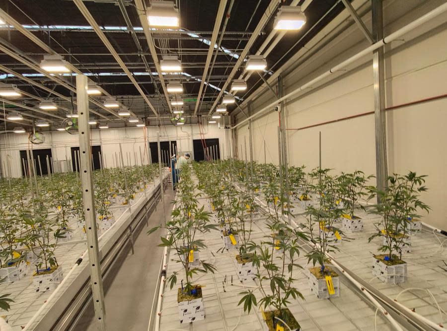 Cresco Labs' first planted crop of marijuana seedlings intended for recreational sales in Ohio. (NBC4 Photo/Mark Feuerborn)