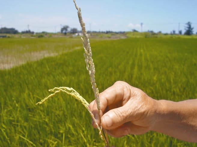 雲林縣四湖鄉農民種植的稻米因缺水又高溫，即使結穗也是空包彈，損失慘重。（張朝欣攝）