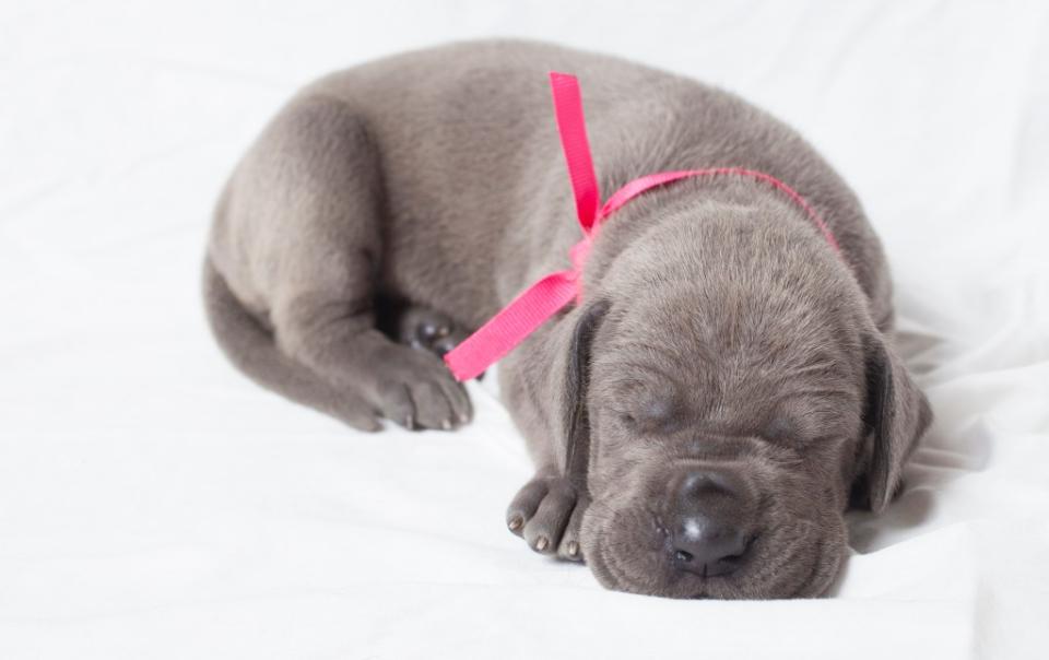 Great Dane puppy sleeping