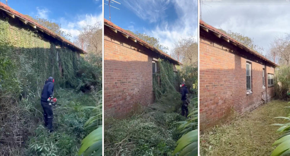 Australian gardener Nathan Stafford removes ivy from a property in Strathfield, Sydney. 