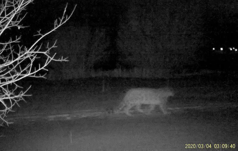 A snow leopard is filmed on a camera trap in Ile-Alatau National Park near Almaty