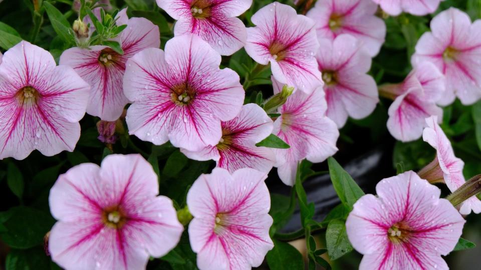 petunia with pink, trumpet shaped flowers ideal for hummingbird's long beaks