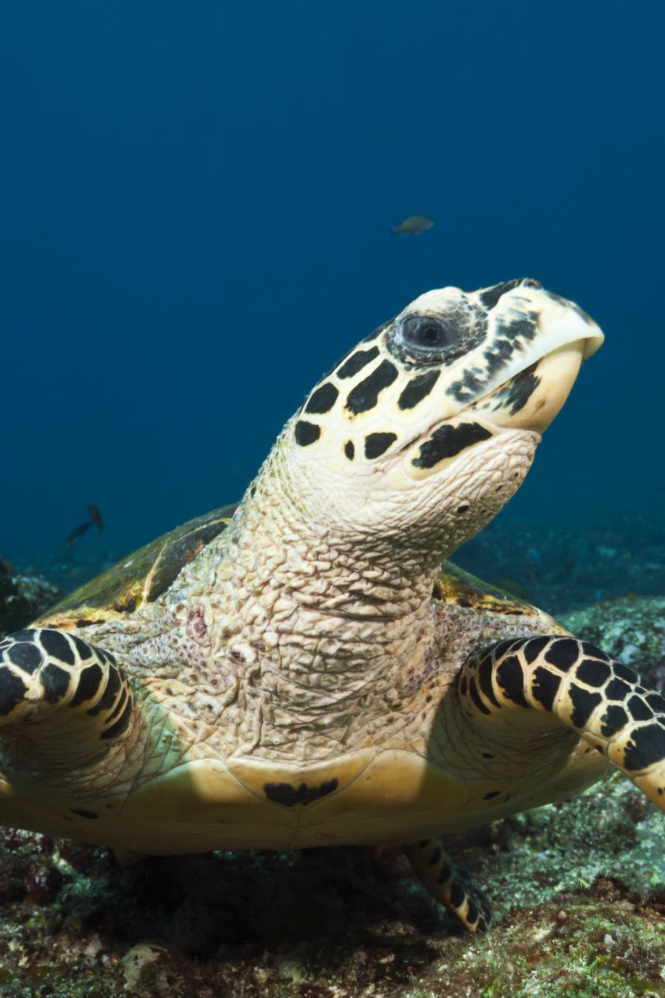 17) Hawksbill Sea Turtle