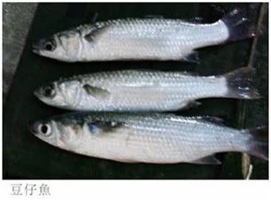 肥美的豆仔魚（圖／FISHINGWEBSITE）