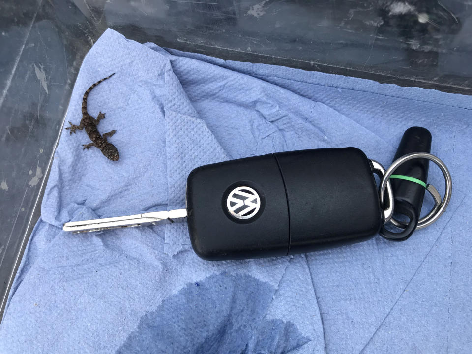 The tiny lizard next to a car key to show its size. (SWNS)