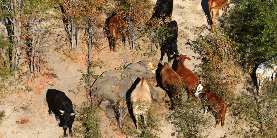 Botswana elephant deaths