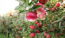 <p>Apple season depends both on your region and <a href="https://www.thedailymeal.com/eat/apple-varieties-uses?referrer=yahoo&category=beauty_food&include_utm=1&utm_medium=referral&utm_source=yahoo&utm_campaign=feed" rel="nofollow noopener" target="_blank" data-ylk="slk:the apple variety;elm:context_link;itc:0;sec:content-canvas" class="link ">the apple variety</a>, but most of the time, apples are available from late July through early November, making them a favorite fall fruit. Of course, apples — with a scoop of peanut butter — are best known as an <a href="https://www.thedailymeal.com/best-recipes/10-easy-and-healthy-after-school-snacks-0?referrer=yahoo&category=beauty_food&include_utm=1&utm_medium=referral&utm_source=yahoo&utm_campaign=feed" rel="nofollow noopener" target="_blank" data-ylk="slk:after-school snack;elm:context_link;itc:0;sec:content-canvas" class="link ">after-school snack</a> or as the star of <a href="https://www.thedailymeal.com/perfect-apple-pie-recipe?referrer=yahoo&category=beauty_food&include_utm=1&utm_medium=referral&utm_source=yahoo&utm_campaign=feed" rel="nofollow noopener" target="_blank" data-ylk="slk:apple pie;elm:context_link;itc:0;sec:content-canvas" class="link ">apple pie</a>, but there are <a href="https://www.thedailymeal.com/cook/8-fall-apple-recipes-slideshow?referrer=yahoo&category=beauty_food&include_utm=1&utm_medium=referral&utm_source=yahoo&utm_campaign=feed" rel="nofollow noopener" target="_blank" data-ylk="slk:plenty of things you can make with apples;elm:context_link;itc:0;sec:content-canvas" class="link ">plenty of things you can make with apples</a>, including <a href="https://www.thedailymeal.com/apple-cake-recipe?referrer=yahoo&category=beauty_food&include_utm=1&utm_medium=referral&utm_source=yahoo&utm_campaign=feed" rel="nofollow noopener" target="_blank" data-ylk="slk:apple cake;elm:context_link;itc:0;sec:content-canvas" class="link ">apple cake</a>, <a href="https://www.thedailymeal.com/recipes/japanese-curry-apple-carrots-recipe?referrer=yahoo&category=beauty_food&include_utm=1&utm_medium=referral&utm_source=yahoo&utm_campaign=feed" rel="nofollow noopener" target="_blank" data-ylk="slk:Japanese curry with apples and carrots;elm:context_link;itc:0;sec:content-canvas" class="link ">Japanese curry with apples and carrots</a> and <a href="https://www.thedailymeal.com/recipes/apple-cheddar-scones-hard-cider-and-whiskey-glaze-recipe?referrer=yahoo&category=beauty_food&include_utm=1&utm_medium=referral&utm_source=yahoo&utm_campaign=feed" rel="nofollow noopener" target="_blank" data-ylk="slk:apple cheddar scones;elm:context_link;itc:0;sec:content-canvas" class="link ">apple cheddar scones</a>.</p>