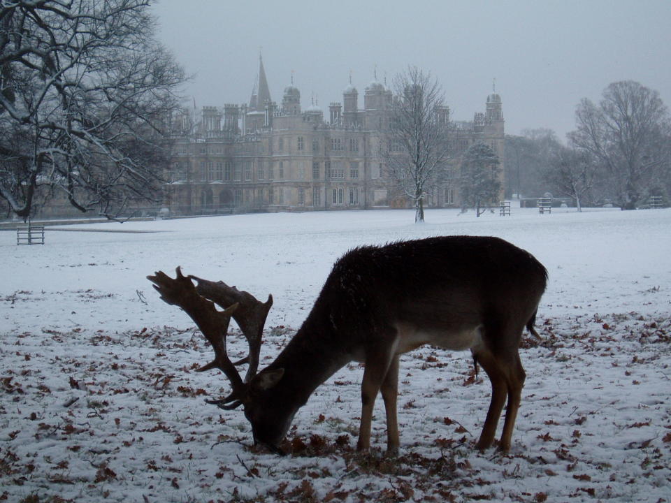 Meet the Christmas reindeer